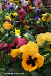 Viola &times; wittrockiana