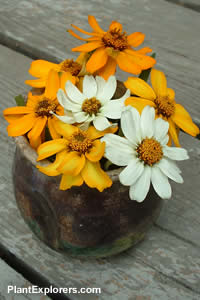 Zinnia haageana