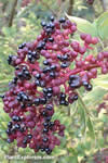 Zanthoxylum schinifolium