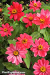 Zinnia elegans