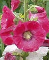 Althaea ficifolia