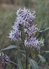 Amsonia illustris