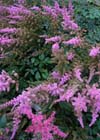 Astilbe chinensis var. davidii