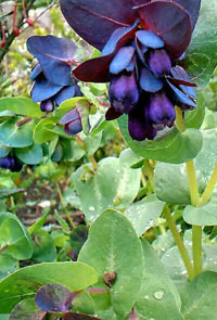 Cerinthe major 'Kiwi Blue'