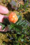 Rubus chamaemorus