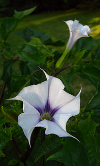 Datura stramonium