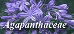 Agapanthaceae