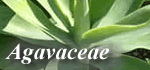 Agavaceae