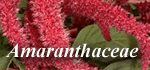 Amaranthaceae