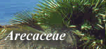 Arecaceae