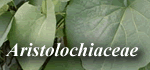 Aristolochiaceae