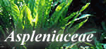 Aspleniaceae