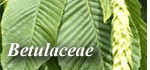 Betulaceae