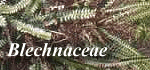 Blechnaceae