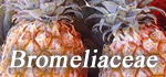 Bromeliaceae