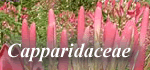 Capparidaceae