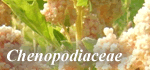 Chenopodiaceae