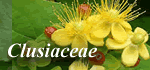 Clusiaceae