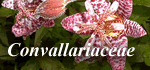 Convallariaceae
