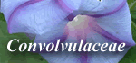 Convolvulaceae