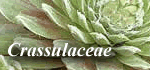 Crassulaceae
