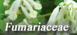 Fumariaceae