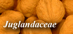 Juglandaceae