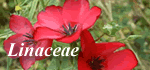 Linaceae