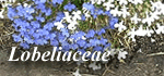 Lobeliaceae
