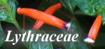 Lythraceae