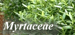 Myrtaceae