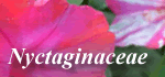 Nyctaginaceae