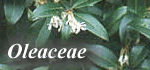 Oleaceae