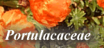 Portulacaceae