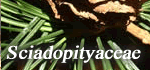 Sciadopityaceae