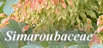 Simaroubaceae