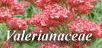 Valerianaceae