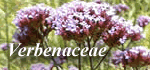 Verbenaceae