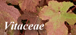Vitaceae