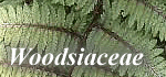 Woodsiaceae