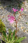 Lewisia cotyledon