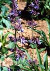 Nepeta transcaucasica