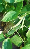 Green Bean 'Bountiful Bean'