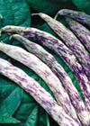 Bush bean 'Dragon's Tongue'
