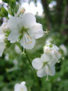 Polemonium caeruleum var. 'Album'