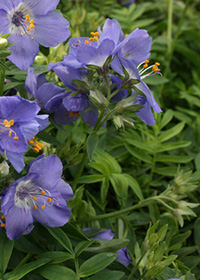Polemonium caeruleum 'Cashmerianum'