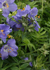 Polemonium caeruleum 'Cashmerianum'