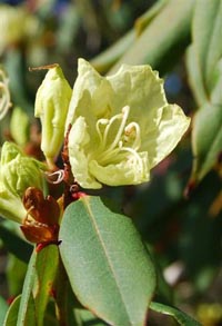 Rhododendron lutescens