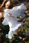 Rhododendron moupinense