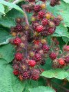 Rubus phoenicolasius